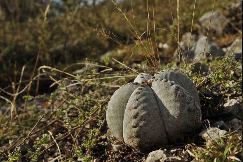  - Astrophytum Myrostigma