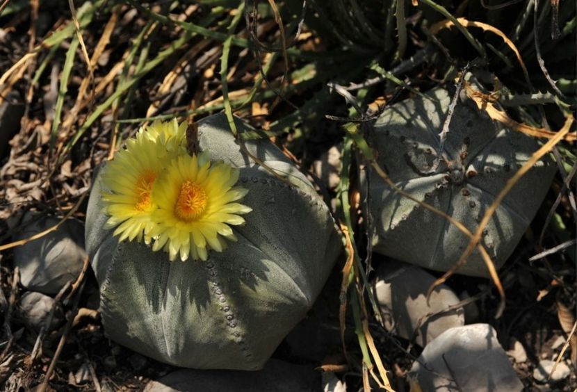  - Astrophytum Myrostigma