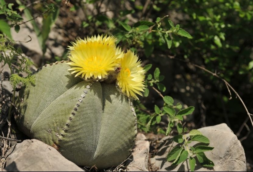  - Astrophytum Myrostigma