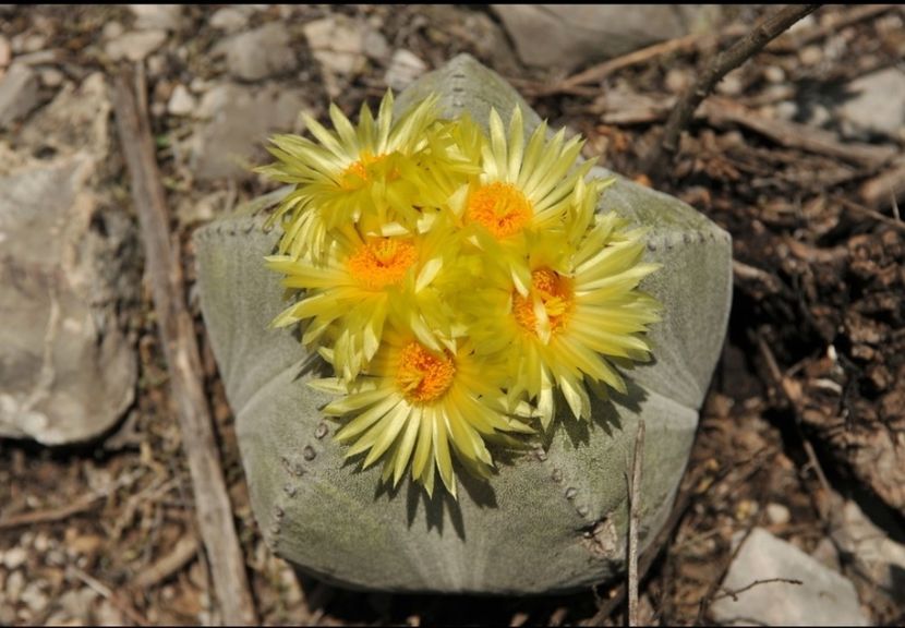  - Astrophytum Myrostigma