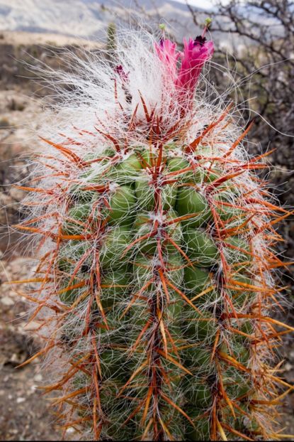  - Oreocereus Celsianus