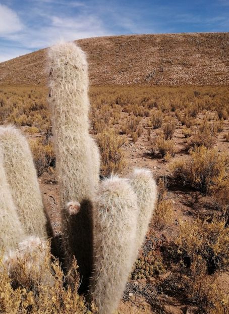  - Oreocereus Celsianus