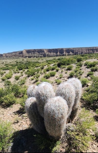  - Oreocereus Celsianus