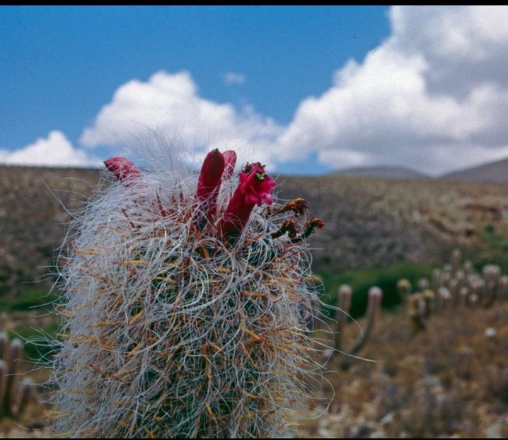  - Oreocereus Celsianus