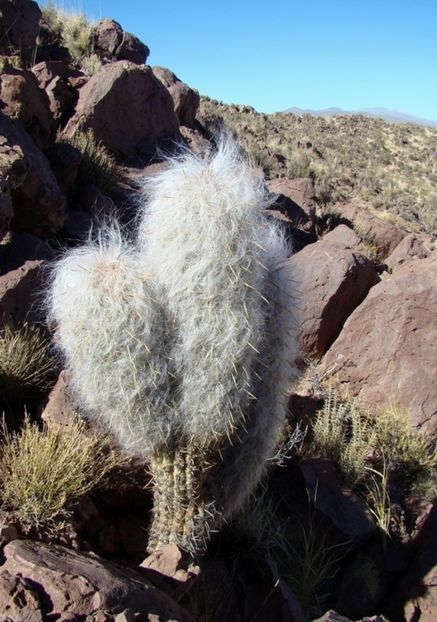  - Oreocereus Celsianus