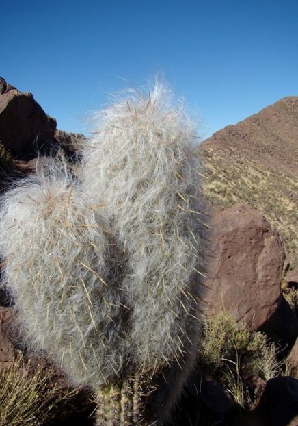  - Oreocereus Celsianus