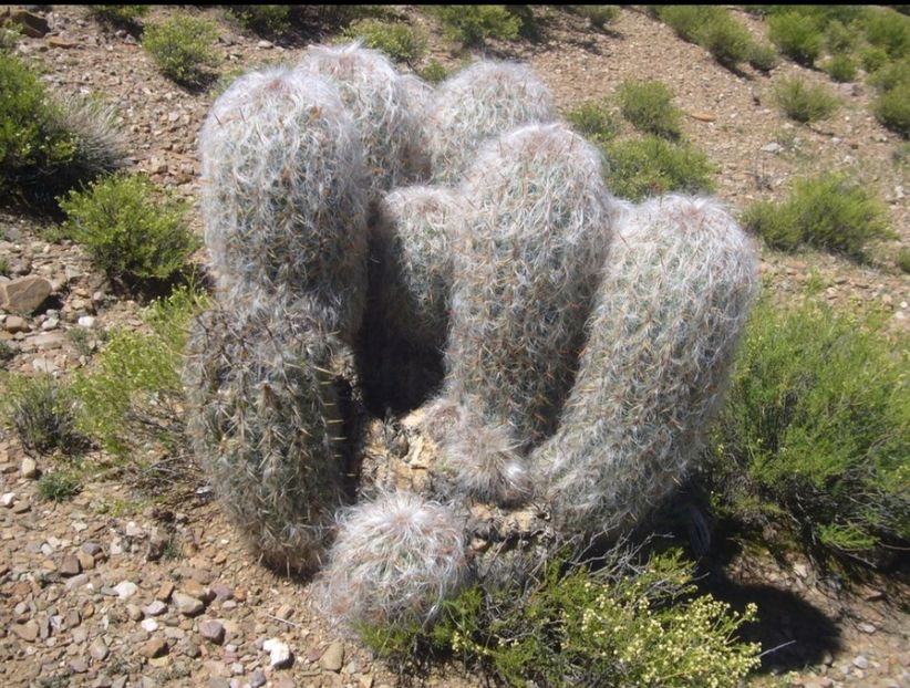  - Oreocereus Celsianus