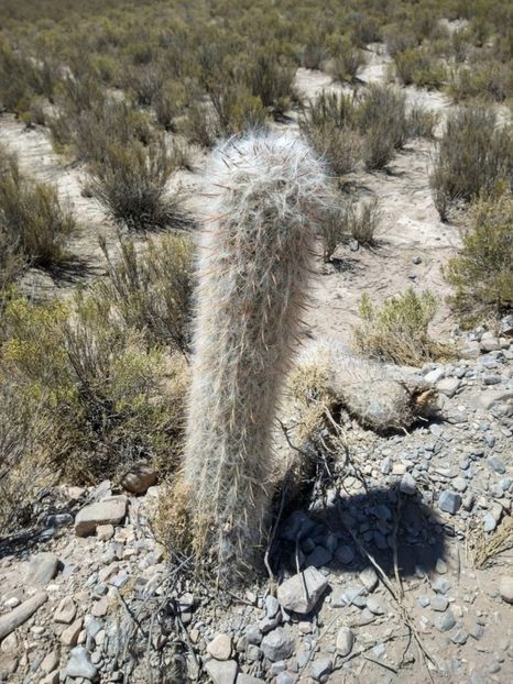  - Oreocereus Celsianus