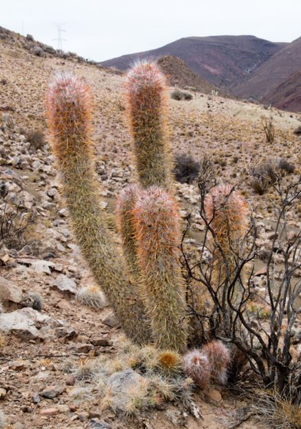  - Oreocereus Celsianus