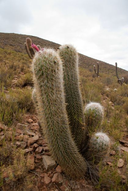  - Oreocereus Celsianus