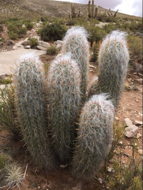  - Oreocereus Celsianus