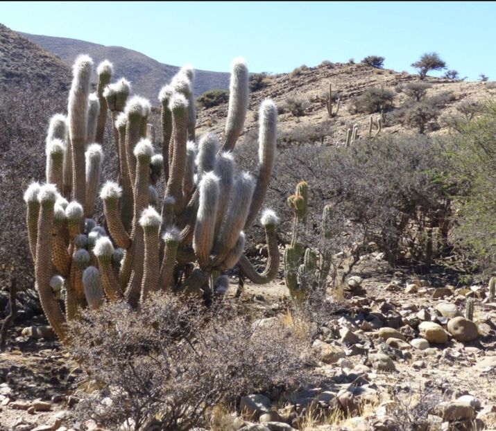  - Oreocereus Celsianus