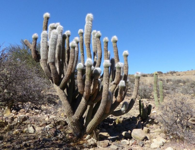  - Oreocereus Celsianus