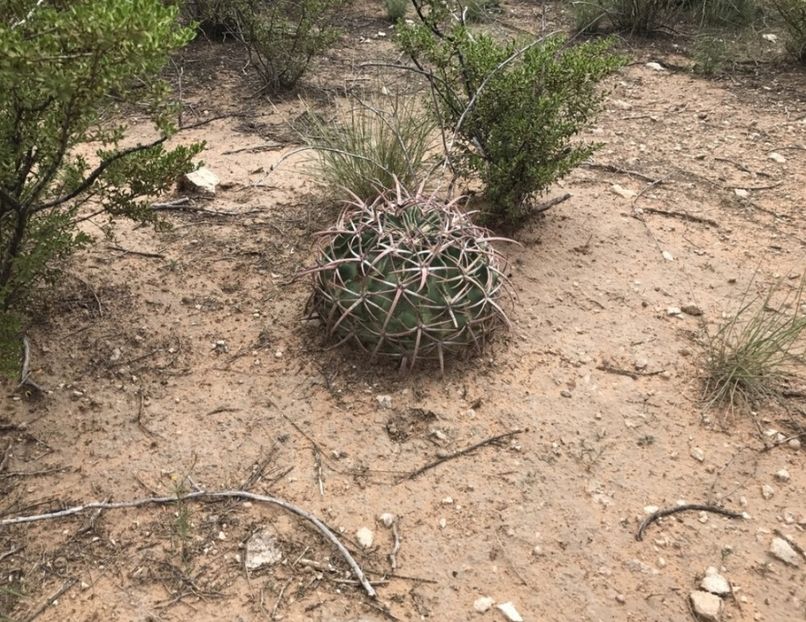  - Homalocephala Texensis