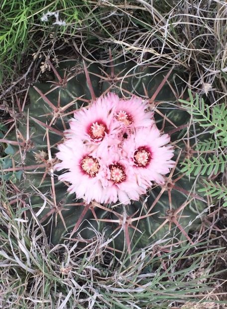  - Homalocephala Texensis