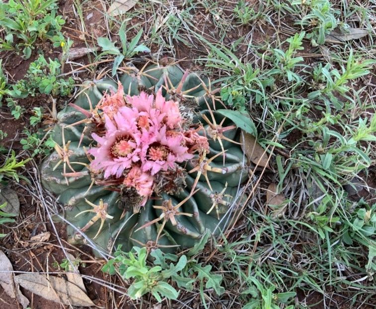  - Homalocephala Texensis