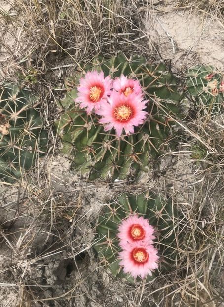  - Homalocephala Texensis