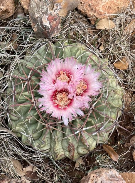  - Homalocephala Texensis