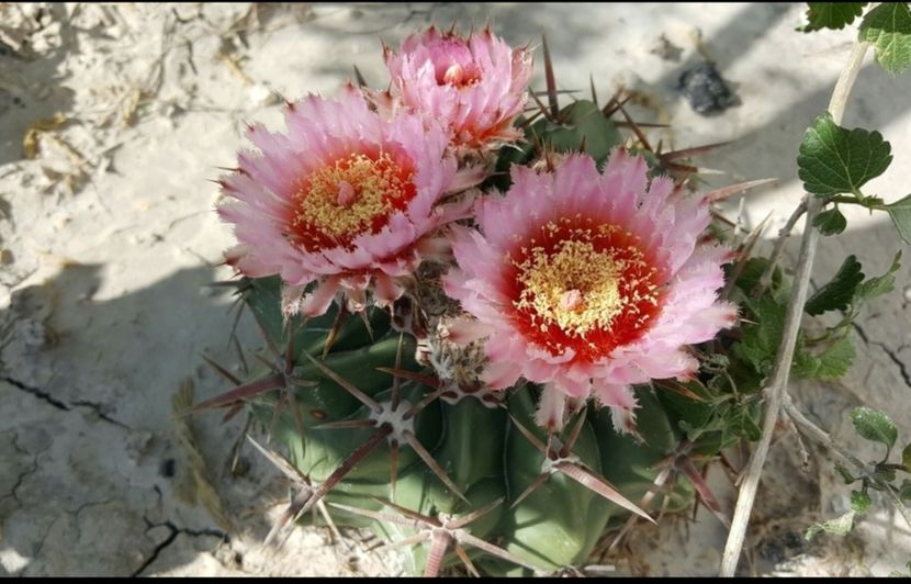  - Homalocephala Texensis