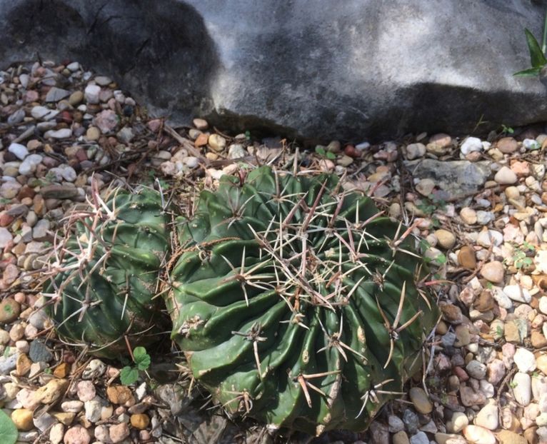  - Homalocephala Texensis