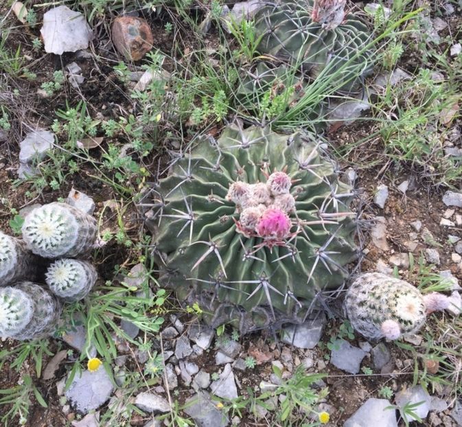  - Homalocephala Texensis