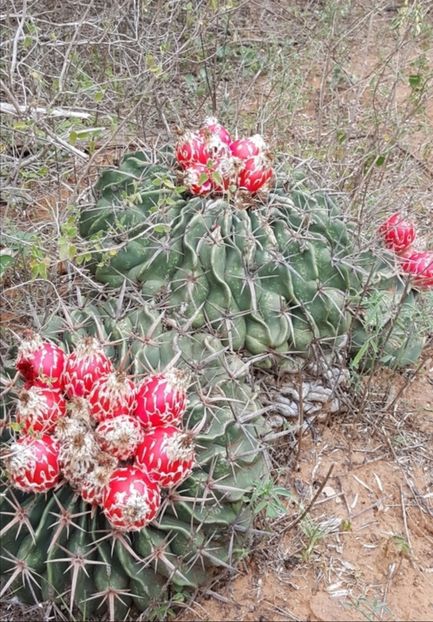  - Homalocephala Texensis