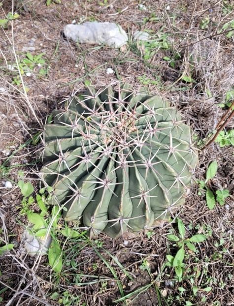  - Homalocephala Texensis