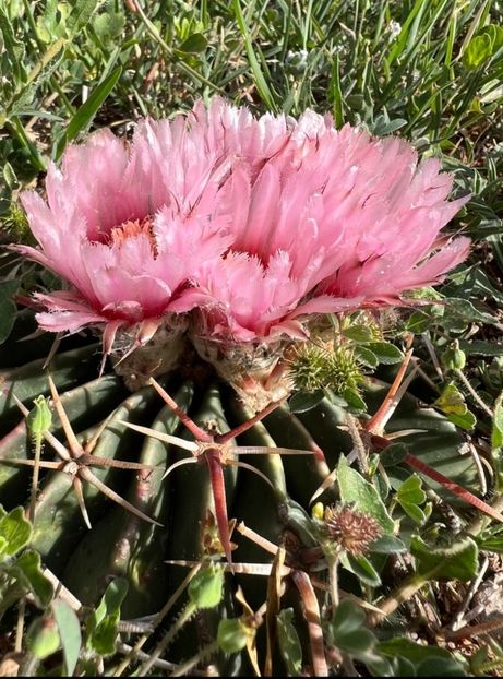  - Homalocephala Texensis