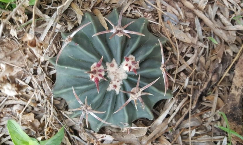  - Homalocephala Texensis