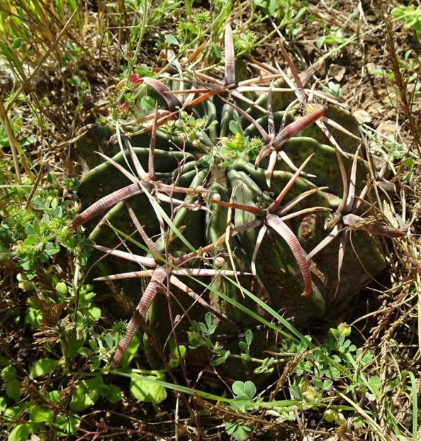  - Homalocephala Texensis