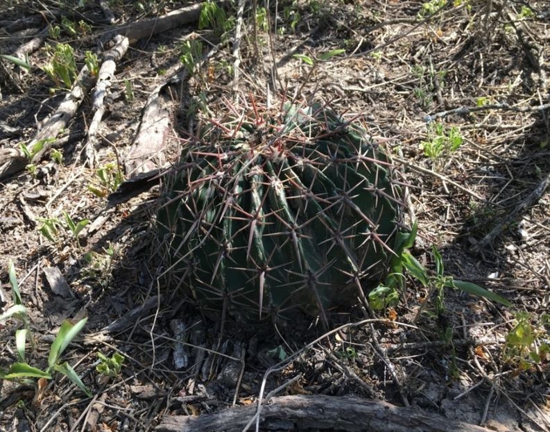  - Homalocephala Texensis