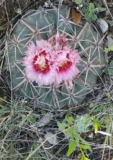  - Homalocephala Texensis