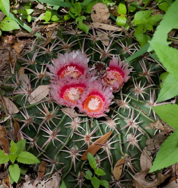  - Homalocephala Texensis