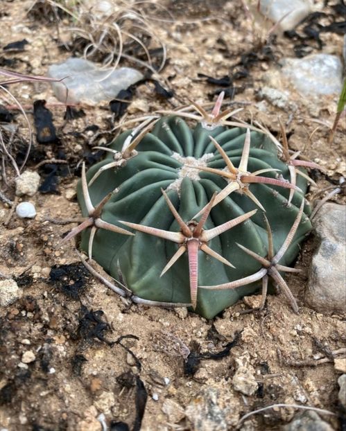  - Homalocephala Texensis