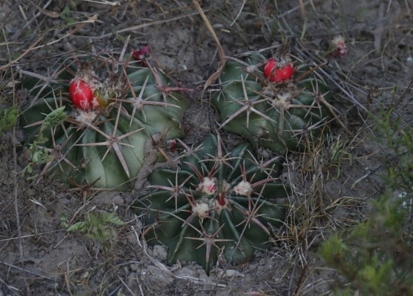  - Homalocephala Texensis
