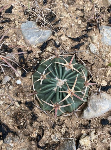  - Homalocephala Texensis