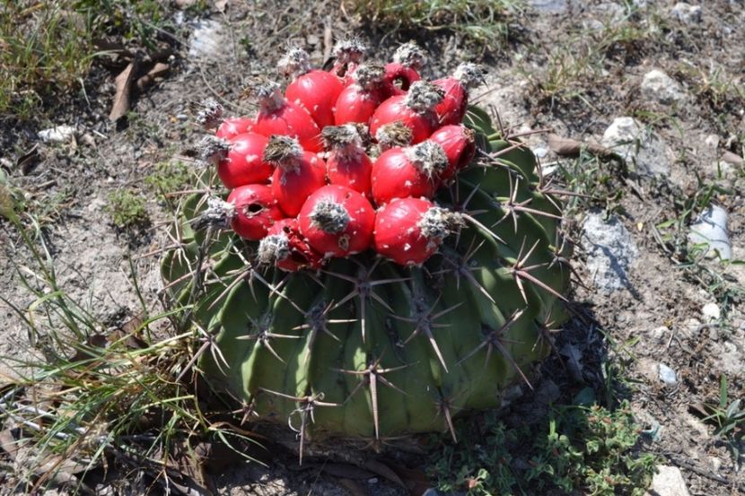  - Homalocephala Texensis