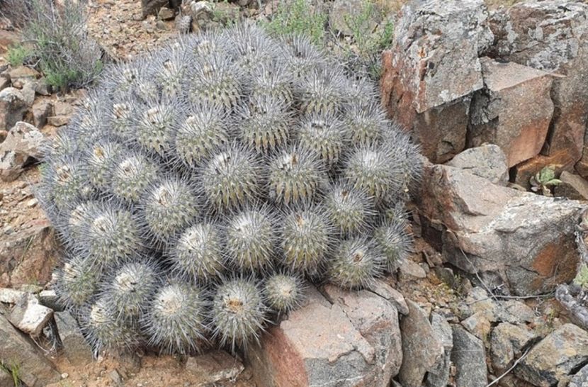  - Copiapoa Dealbata