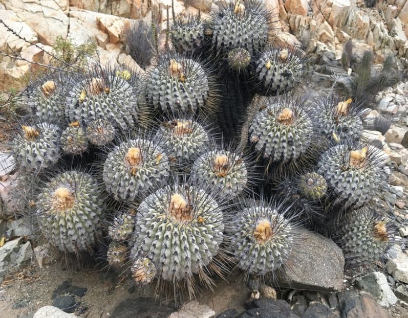  - Copiapoa Dealbata