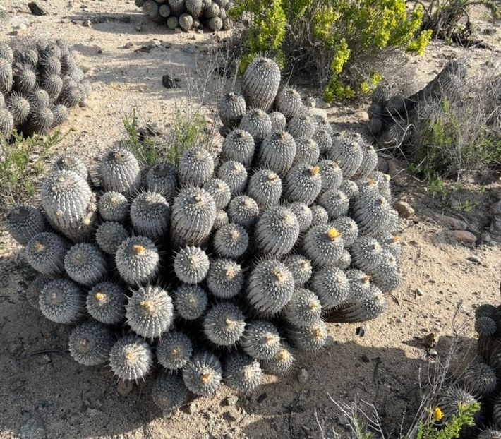  - Copiapoa Dealbata