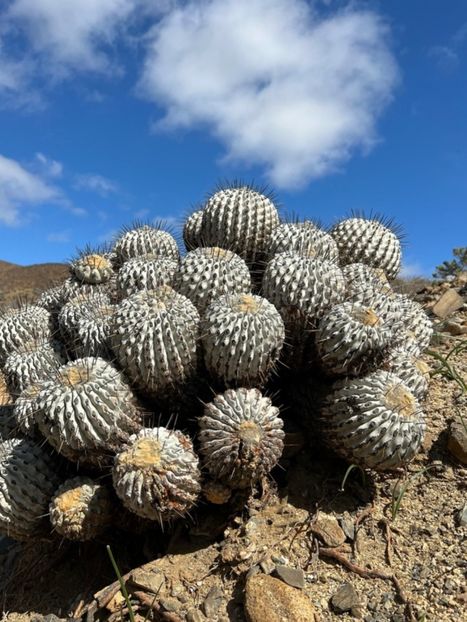  - Copiapoa Dealbata