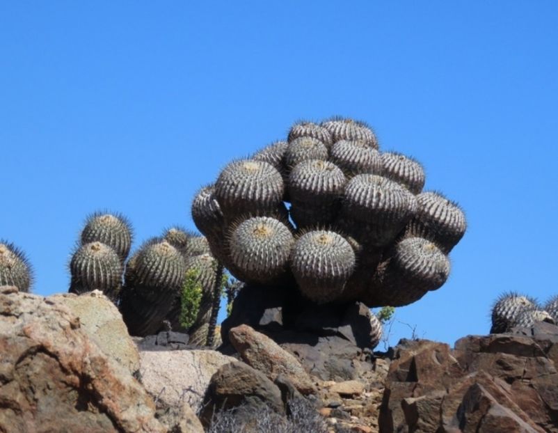  - Copiapoa Dealbata