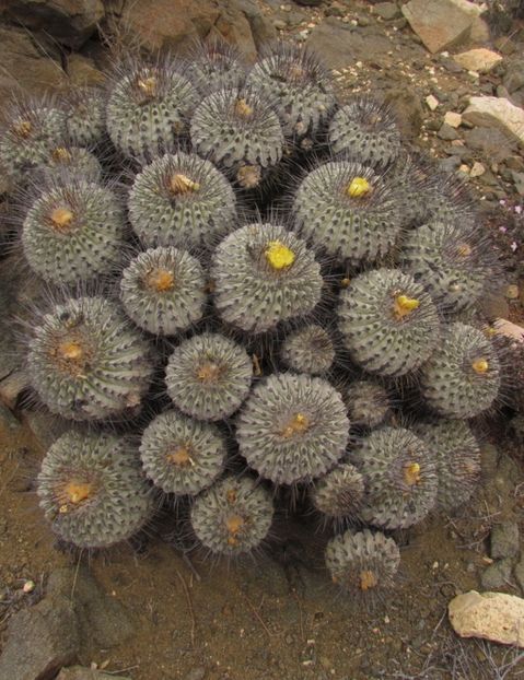  - Copiapoa Dealbata