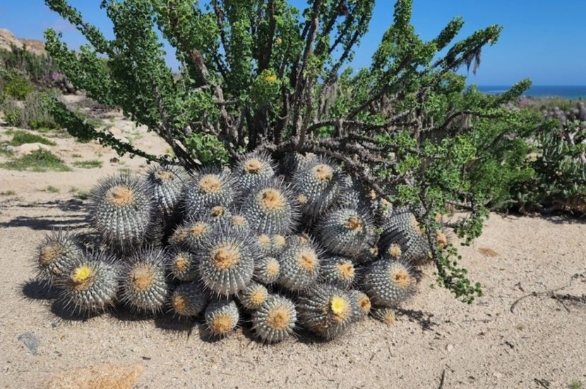  - Copiapoa Dealbata