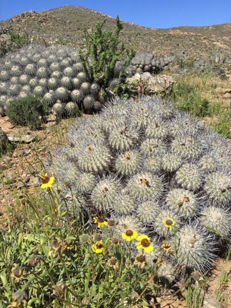  - Copiapoa Dealbata