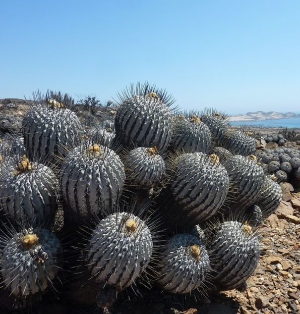 - Copiapoa Dealbata