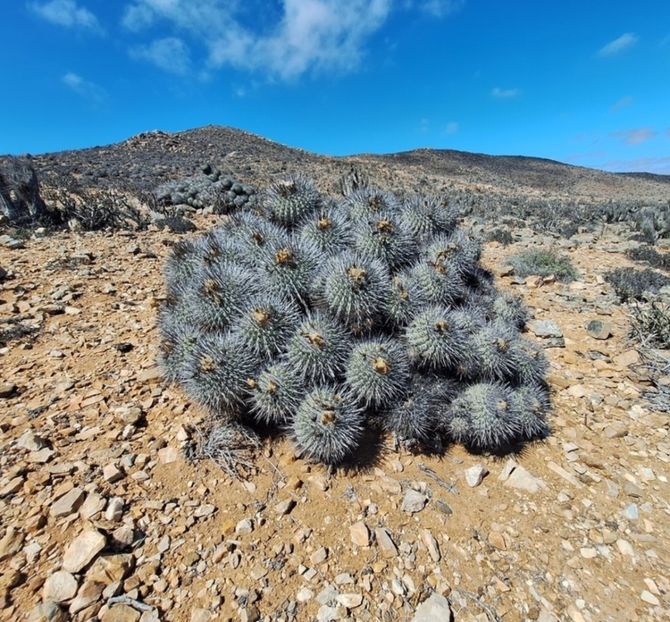  - Copiapoa Dealbata