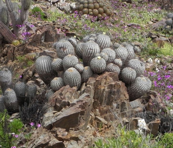  - Copiapoa Dealbata