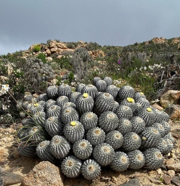  - Copiapoa Dealbata