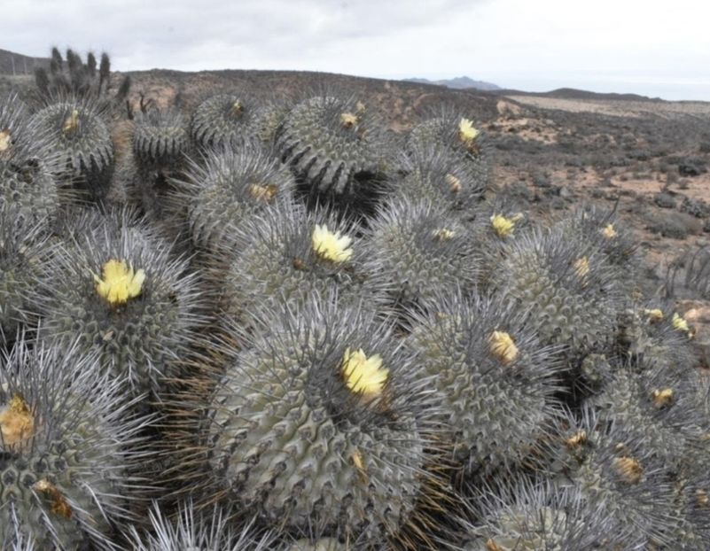  - Copiapoa Dealbata